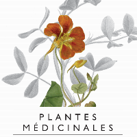 Les plantes médicinales : tradition culturelle et recherche de pointe